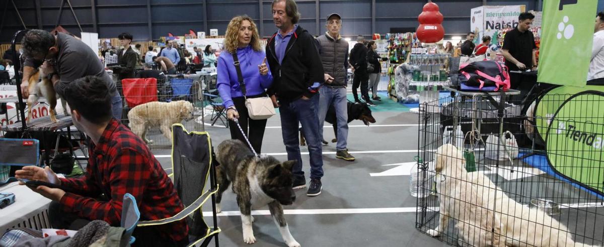 "Espacio Mascotas", una cita imprescindible si tienes un animal de compañía