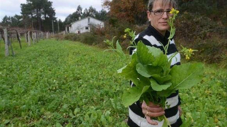 Un campo de grelos en Galicia