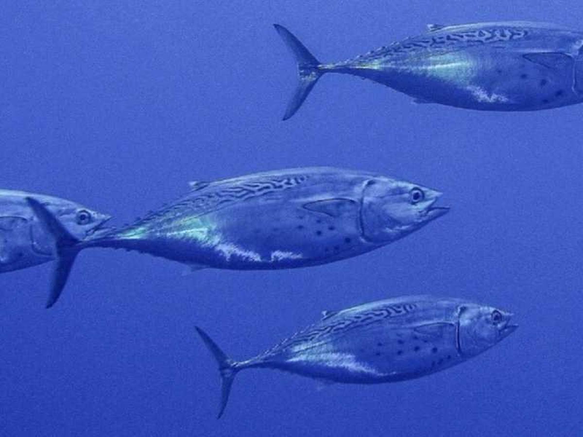 Ejemplares de Euthynnus alletteratus