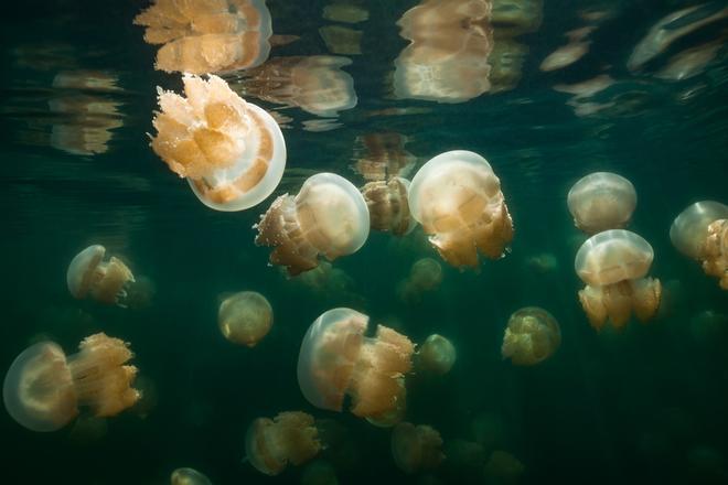 Un grupo de medusas nadando cerca de la superficie.