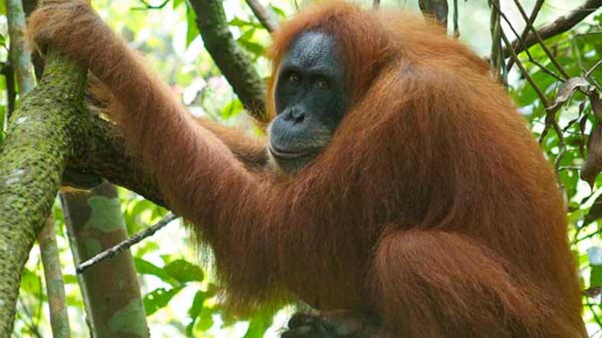 La persona de la selva te mira fijamente a los ojos.