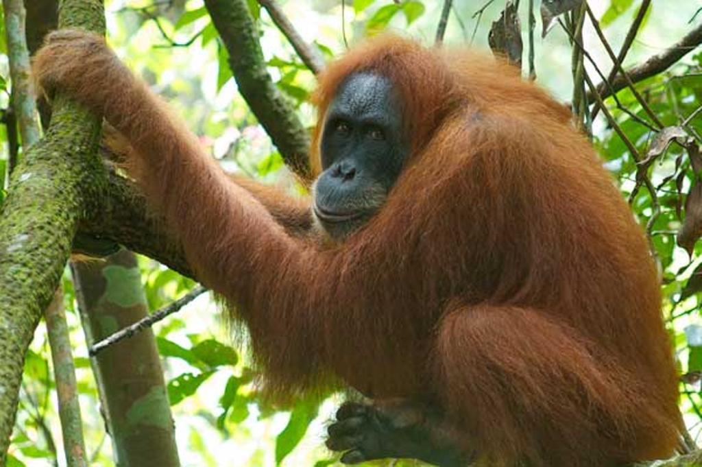 La persona de la selva te mira fijamente a los ojos.