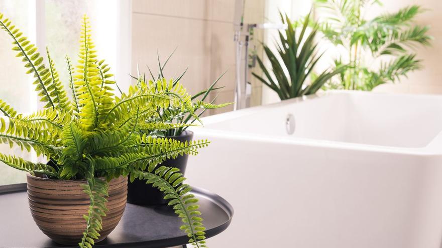 Goodbye mold and dampness in the bathroom: with this plant, it disappears forever