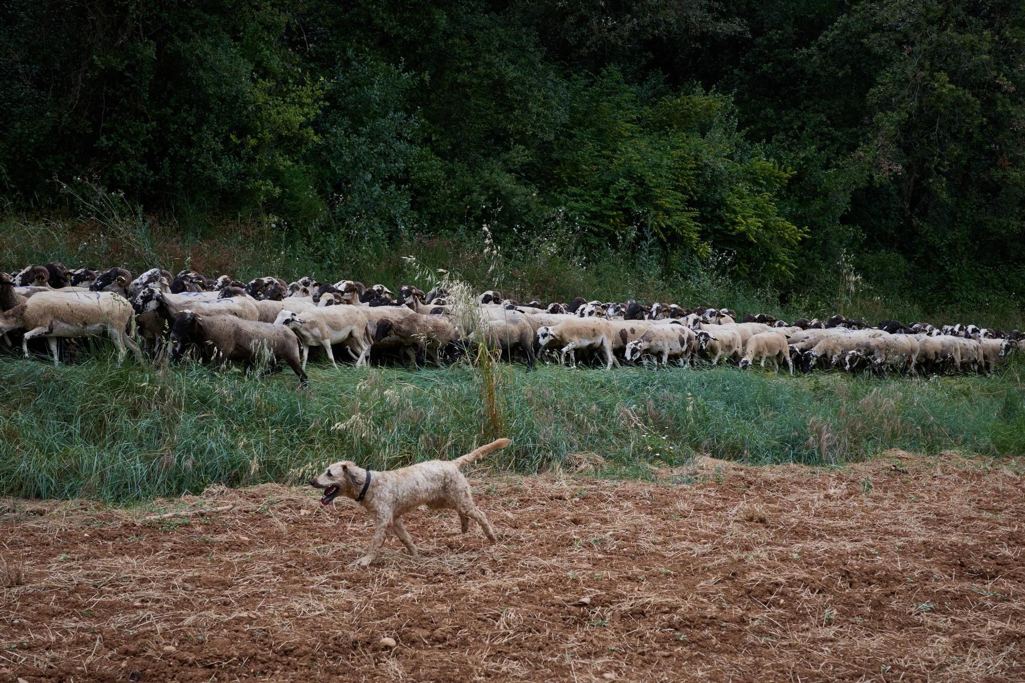 Les fotos de la transhumància del ramat d'ovelles d'Arnau Rubio a Crespià