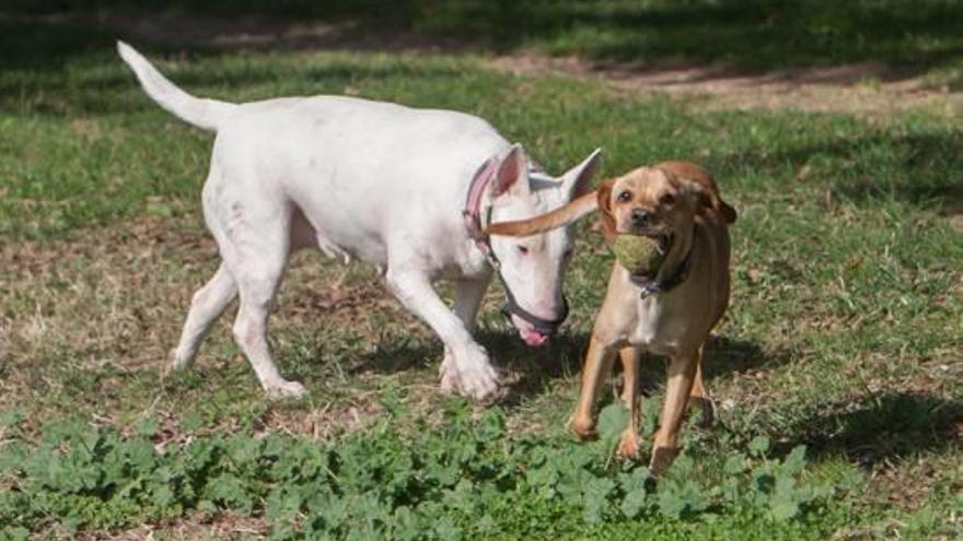 Propietarios de perros y animalistas piden una zona acotada en el parque ubicado junto al Cementerio Viejo. A la derecha, sobre estas líneas uno de los casos de maltrato.