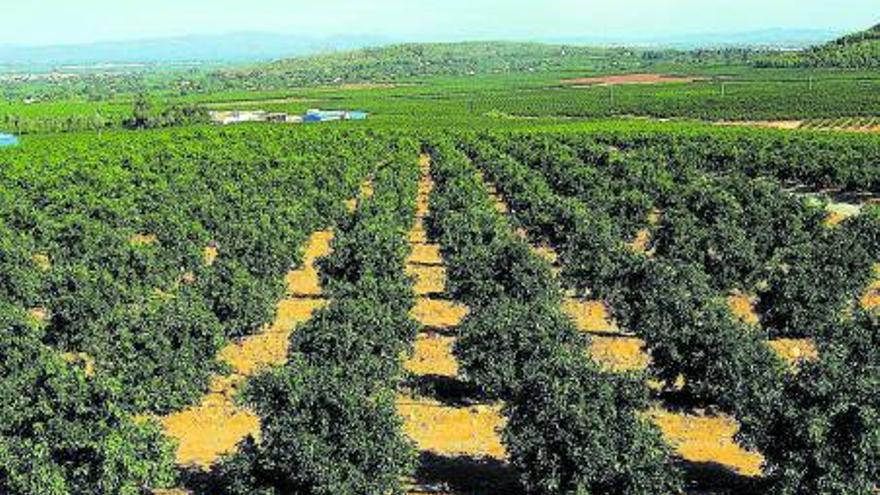 Vista aérea de una finca 
de cítricos en La Safor.