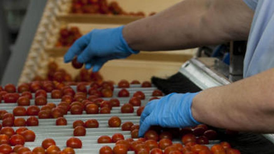 La productora de tomates Bonny anuncia un ERE de 150 trabajadores