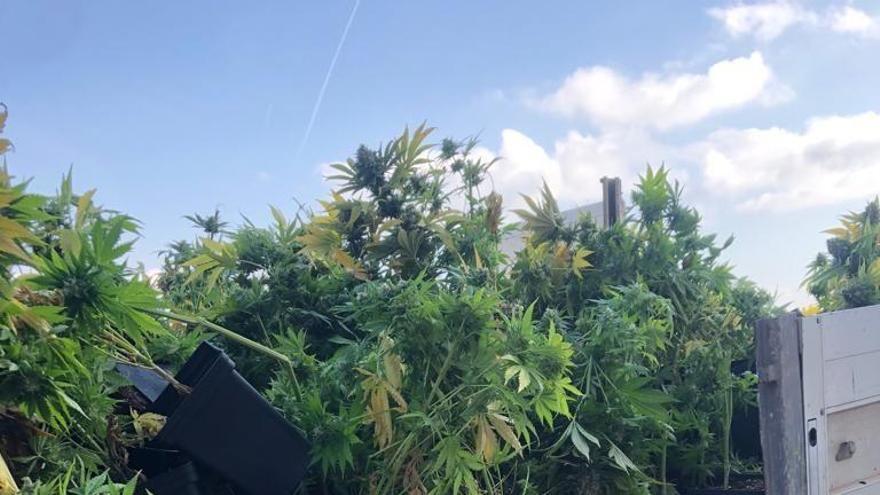 Descubren cerca de 300 plantas de marihuana en una finca de Moncofa