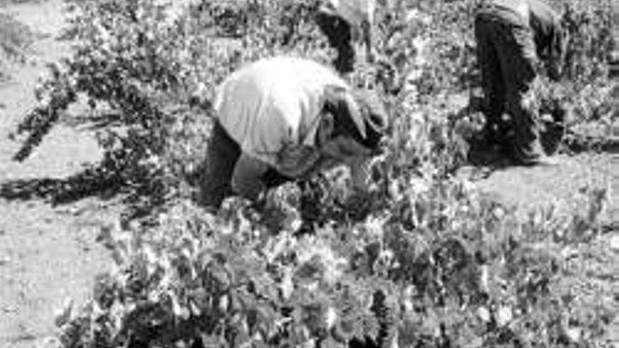 Coag denuncia que 40.000 viticultores tienen pérdidas