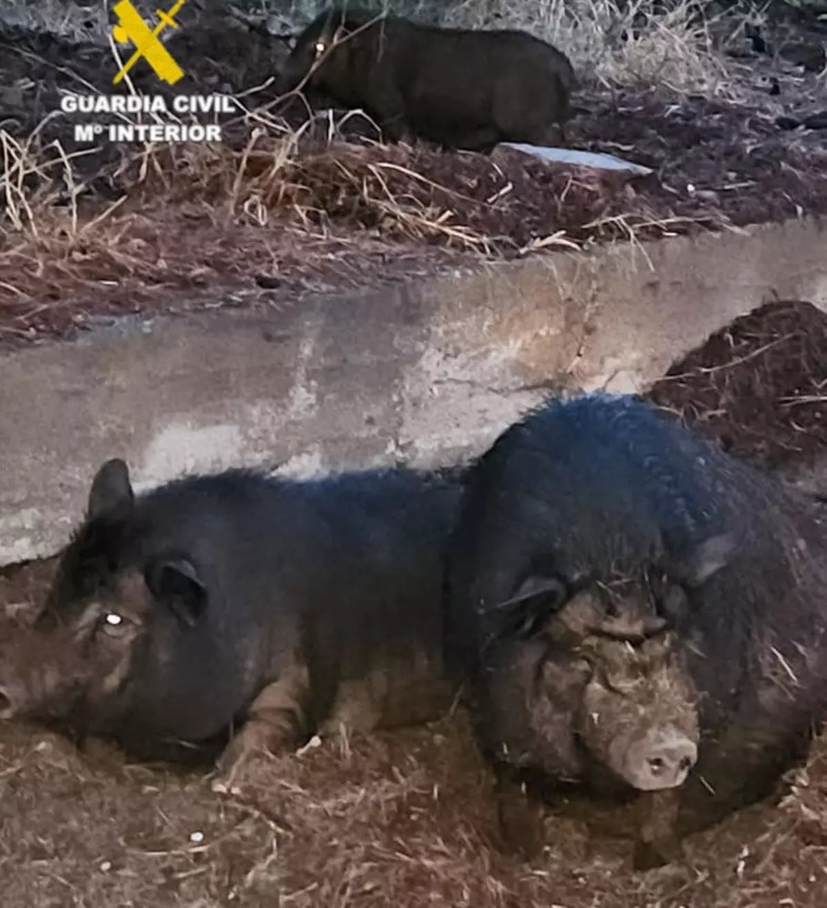 Suelta cerdos vietnamitas en un paraje natural de Vila-real que destrozan campos de naranjos