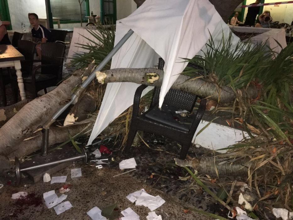 Caída de un árbol en Costa Teguise