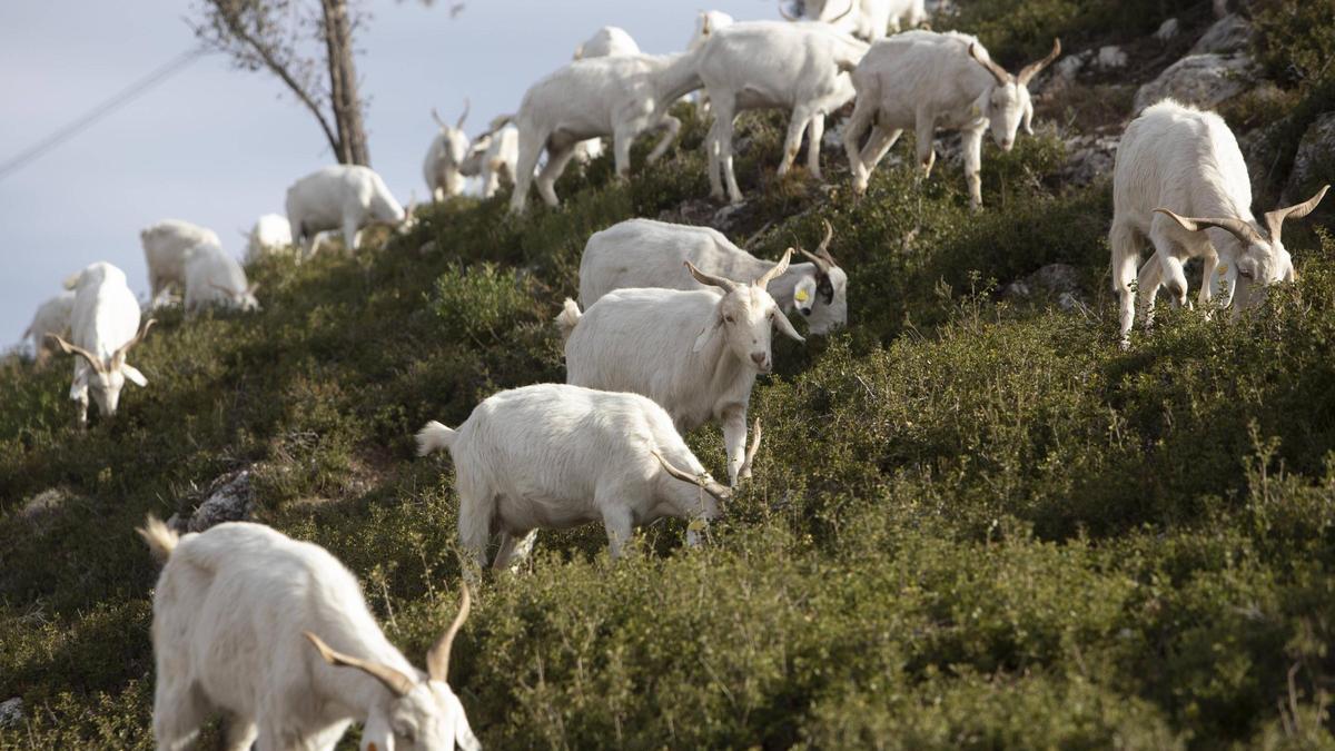 Cabras pasturando por el monte de Vallada.