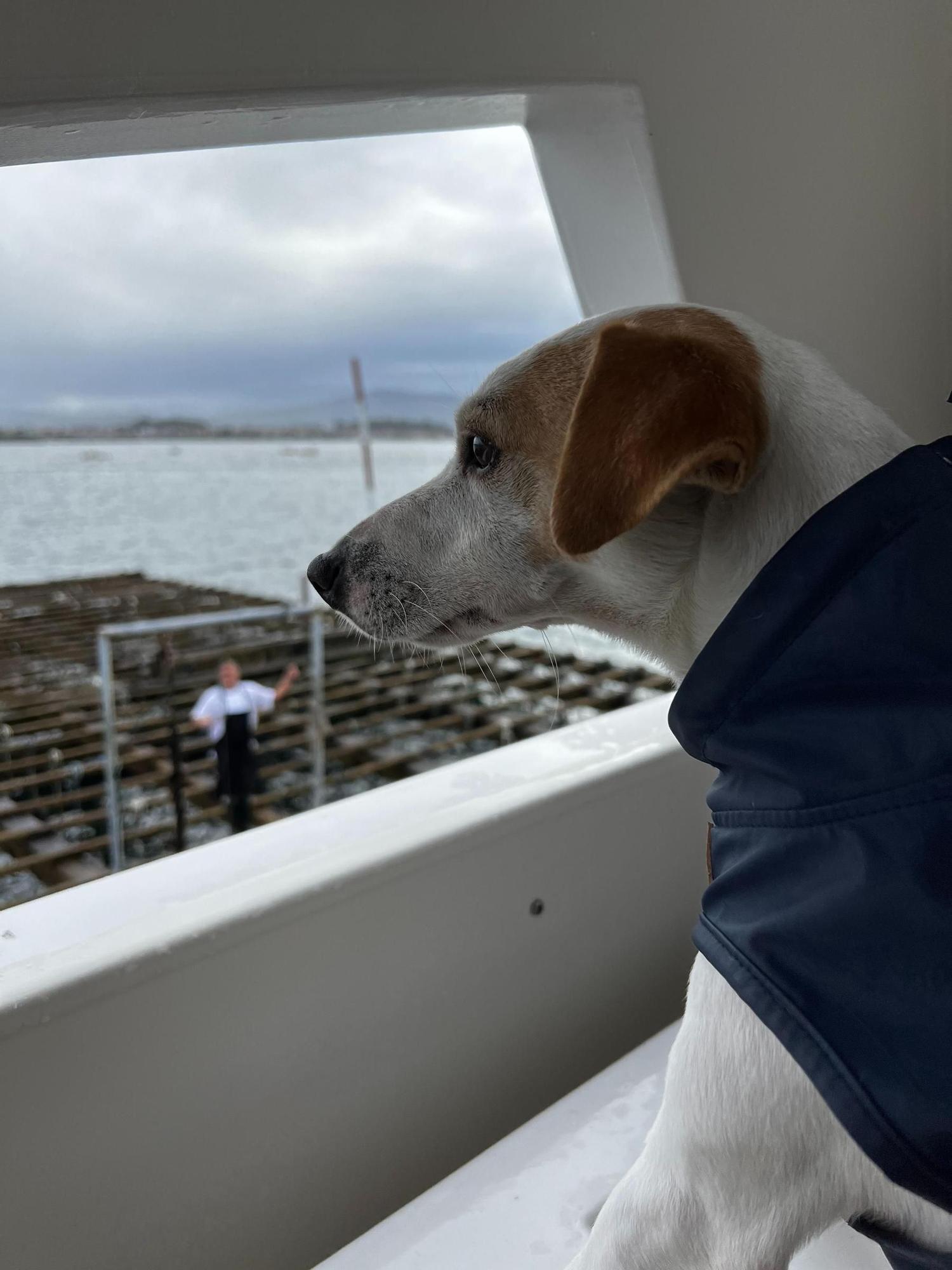 Así disfruta  de las Rías Baixas el perro "influencer" Pipper