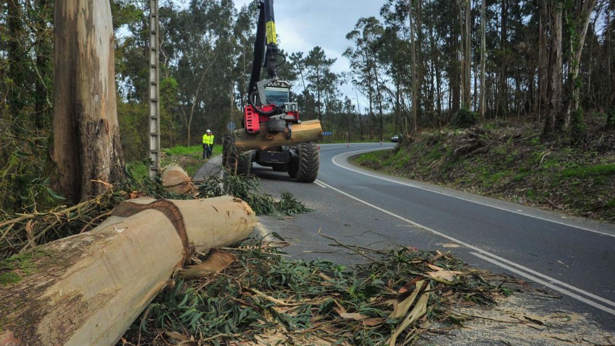 Tala de eucaliptos junto a una carretera en la localidad de Catoira. |   // IÑAKI ABELLA DIÉGUEZ