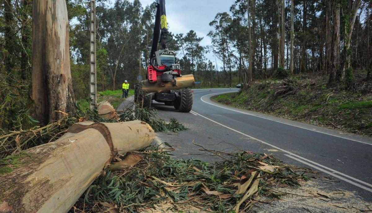 Tala de eucaliptos junto a una carretera en la localidad de Catoira. |   // IÑAKI ABELLA DIÉGUEZ