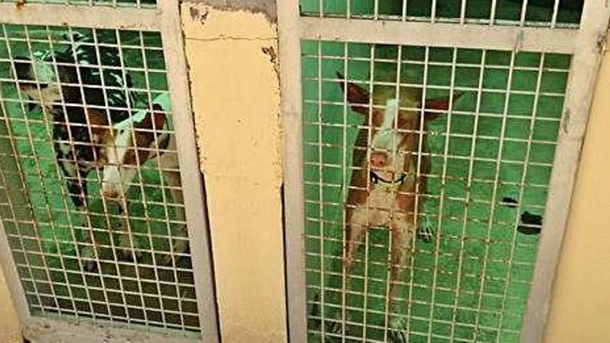 Perros en adopción en el centro de protección animal de Sa Coma.