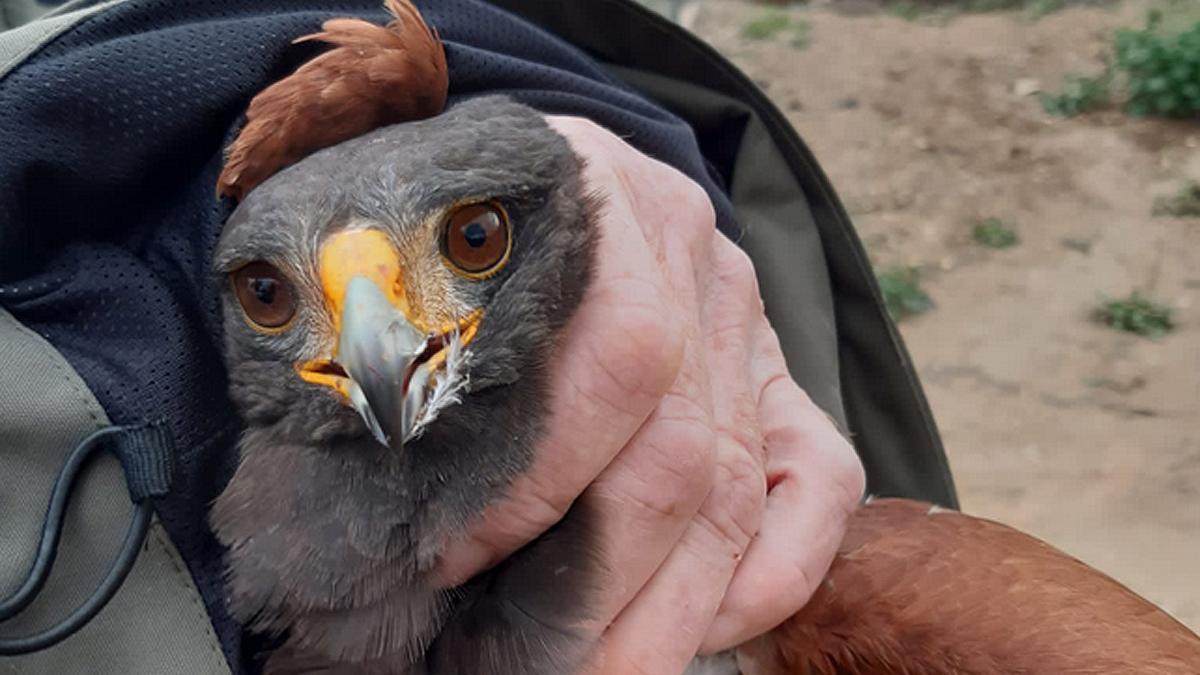 El águila capturada en Tobarra (Albacete).