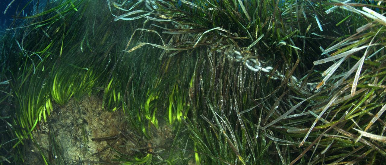 Una pradera de posidonia dañada por el ancla de una embarcación en Ibiza.