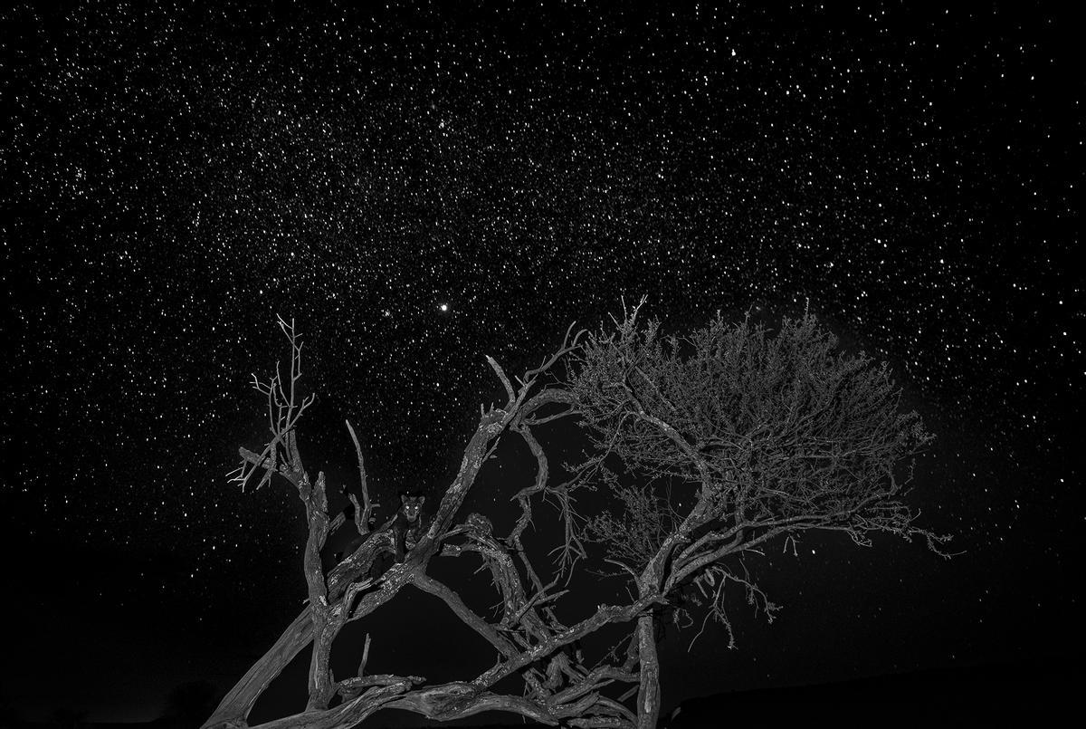 "Black panther under the stars", de Rajarshi Banerji, ganadora absoluta del certamen en 2025.