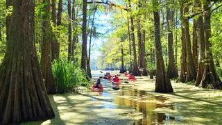 El roadtrip más salvaje del sur de Estados Unidos: bayous, marismas y pueblos cajún junto al agua