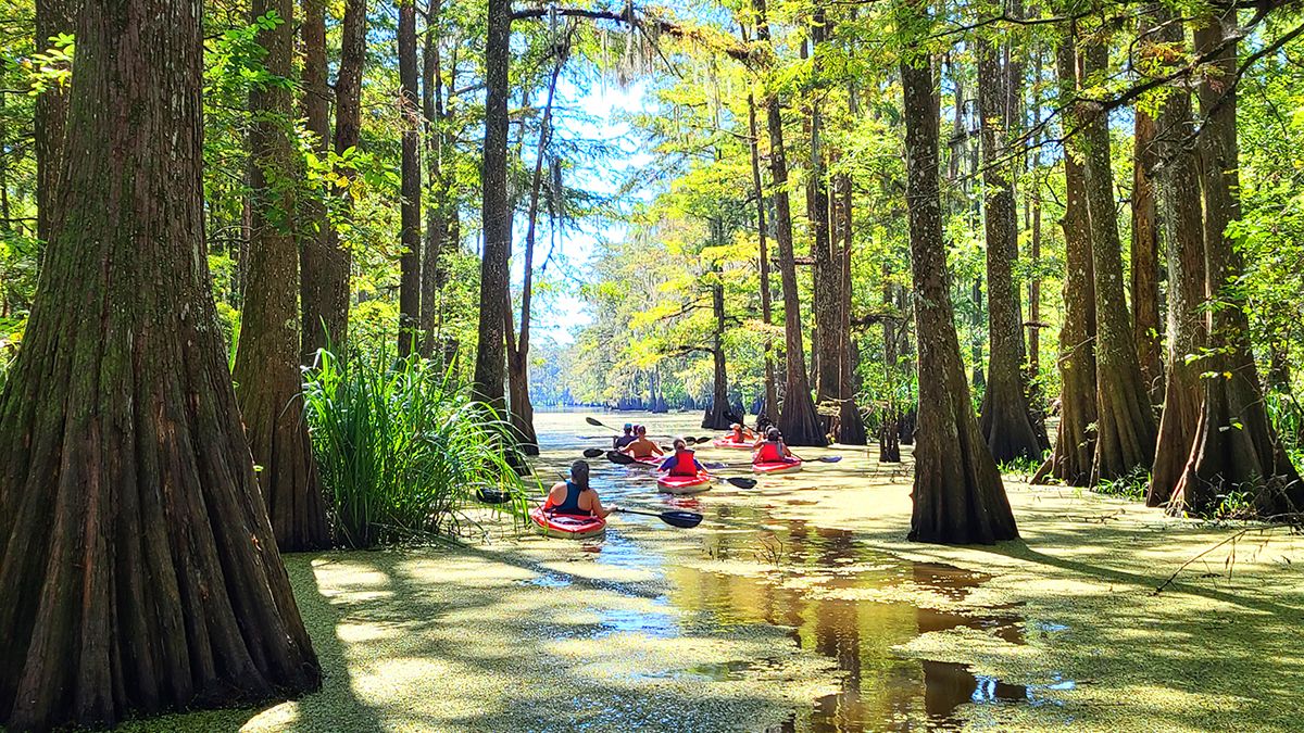 El roadtrip más salvaje del sur de Estados Unidos: bayous, marismas y pueblos cajún junto al agua