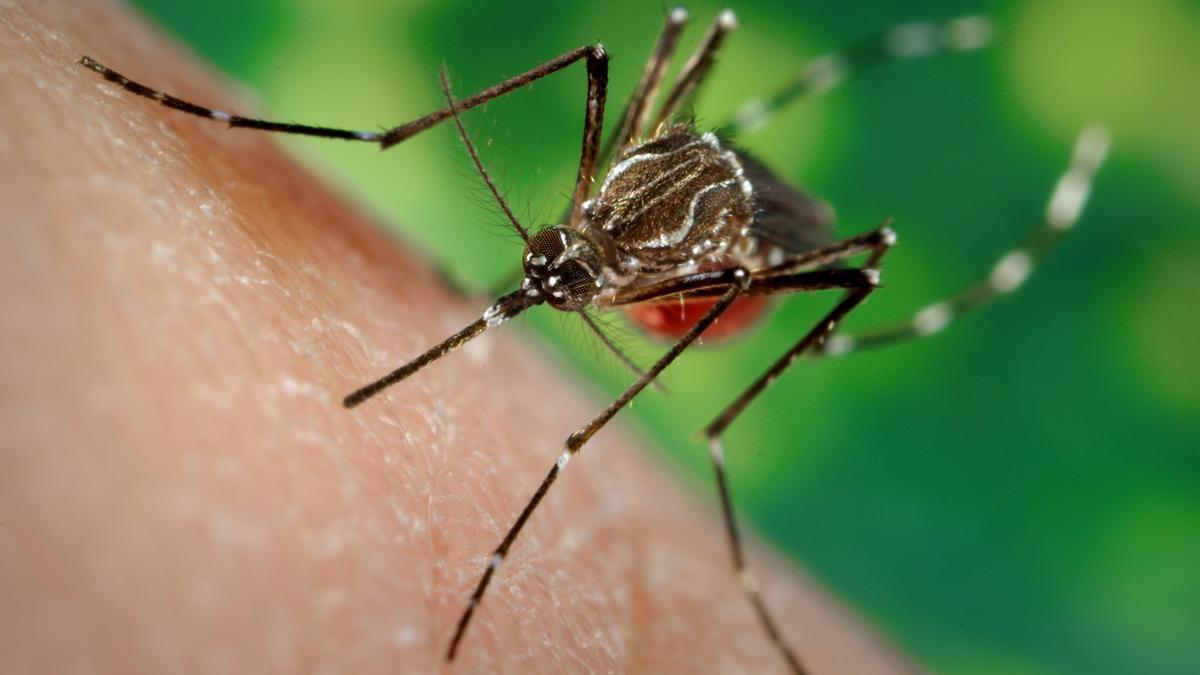 Idean un &quot;mapamundi&quot; interactivo de los mosquitos para ayudar a combatir la malaria