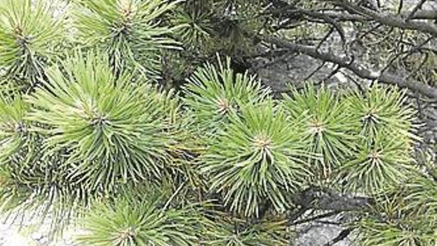 Pinus uncinata o ‘pino moro’