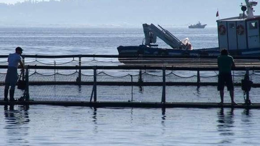 Las jaulas de salmón que estuvieron en la ría de Arousa. 