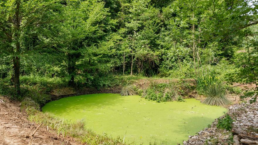 Agbar impulsa un projecte de restauració dels aiguamolls artificials de la depuradora de Begudà