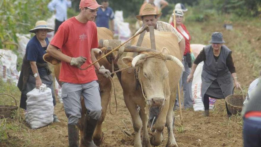 Recogida de patatas en una aldea de Lalín, no afectada por la plaga. // Bernabé / Javier Lalín