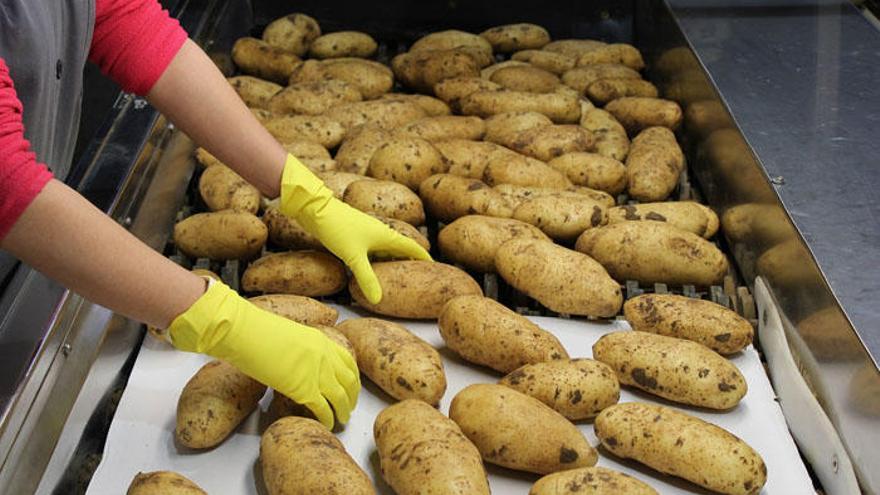 Patatas en una cinta para envasado en Horticultores El Torcal.