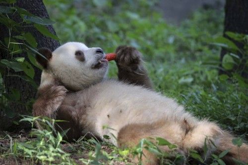 A Giant panda with rare brown-and-white fur eats a carrot at a natural conservation area in Qinling