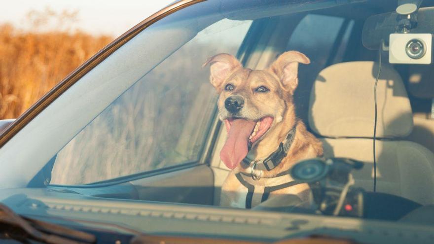 Si encuentras un perro encerrado en un coche: esto es lo que puedes hacer legalmente