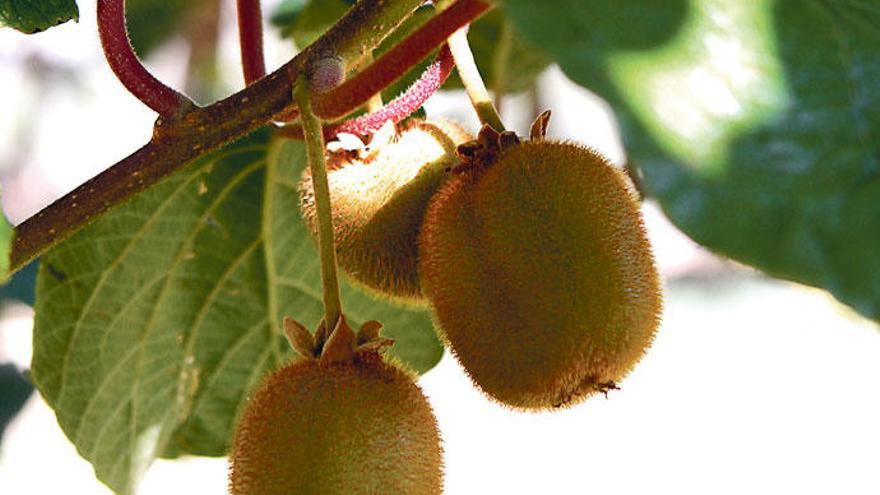 Die behaarten Früchte werden auch &quot;Chinesische Stachelbeeren&quot; genannt.