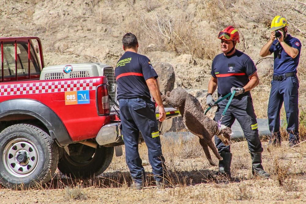 El mejor amigo del hombre, al rescate en Cox