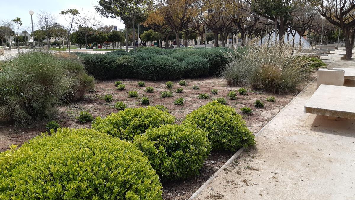 Los arbustos plantados en Lo Torrent.