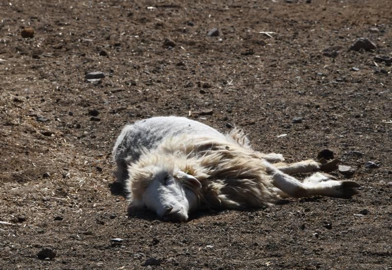 15/03/2019 TELDE.  Granja en la costa de Telde, donde unos perros matarón a una veintena de ovejas. Fotografa: YAIZA SOCORRO.  | 15/03/2019 | Fotógrafo: Yaiza Socorro