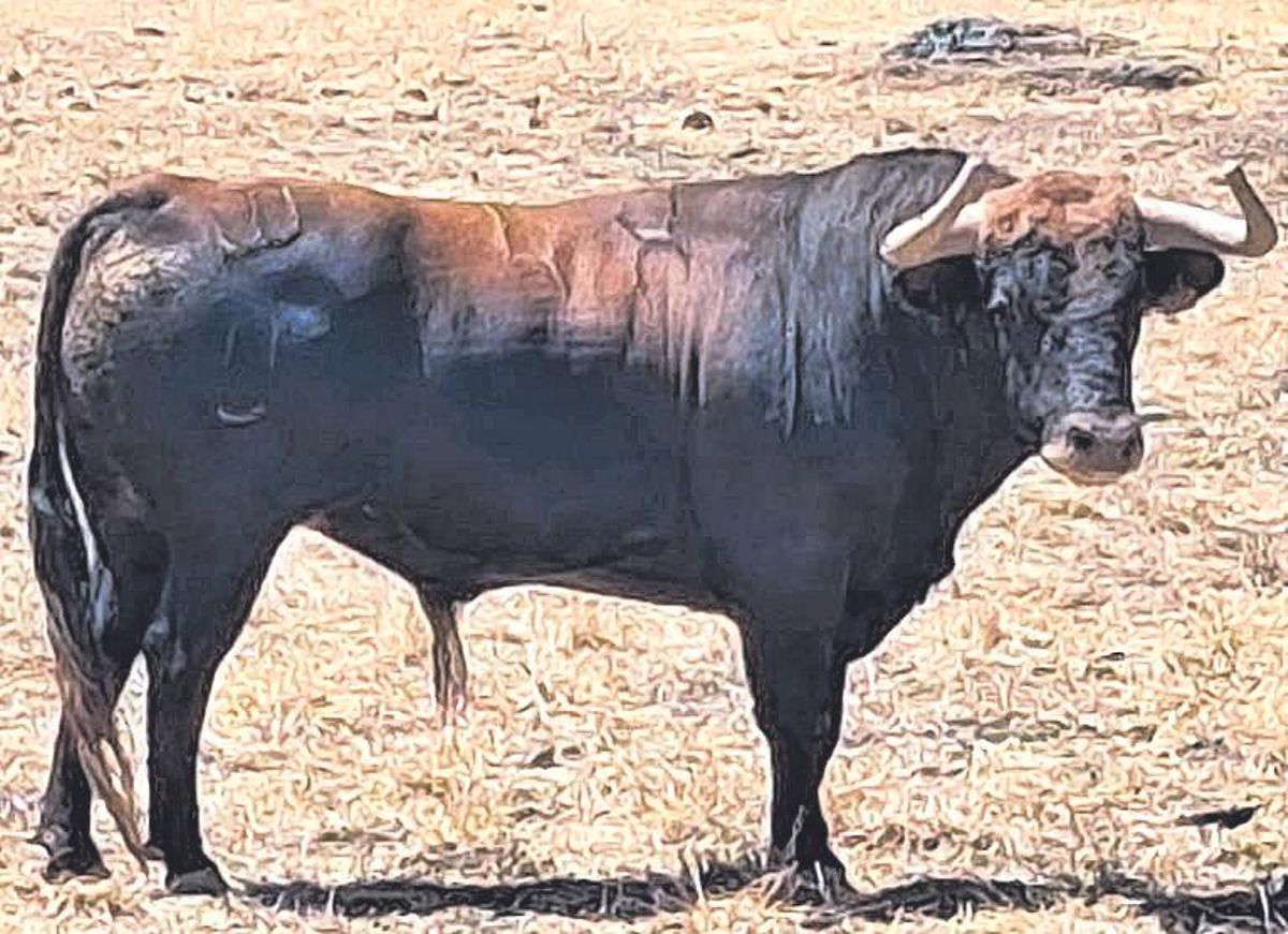 &quot;Mitinero&quot;, uno de los toros de La Ventana del Puerto que se lidiarán en el coso gijonés.