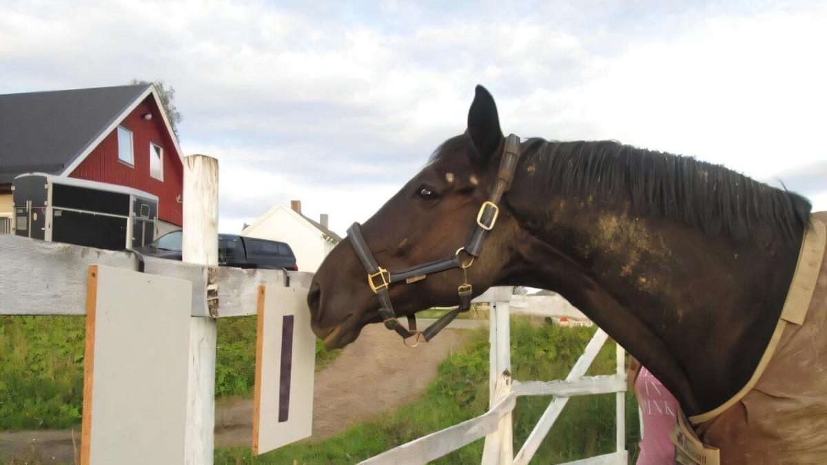 Uno de los caballos del experimento, ante uno de los símbolos usados