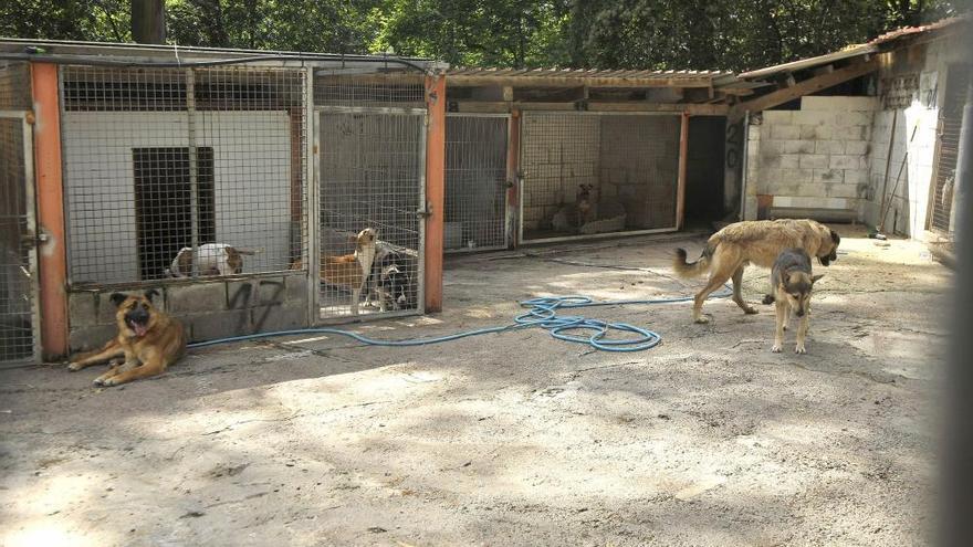 La perrera de Mieres recibe un nuevo animal cada día durante el último mes  - La Nueva España