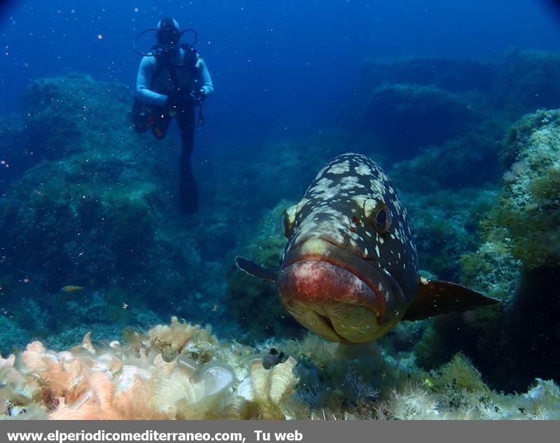 Submarinismo en Castellón