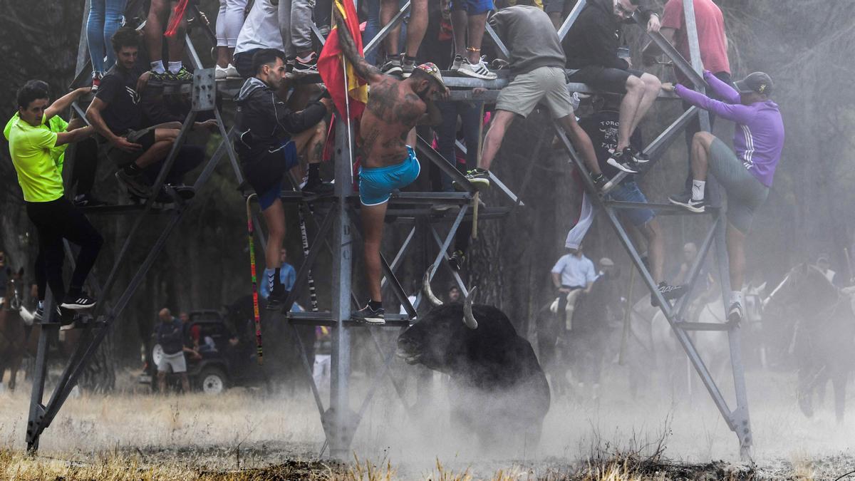 Los festejos del Toro de la Vega, en imágenes