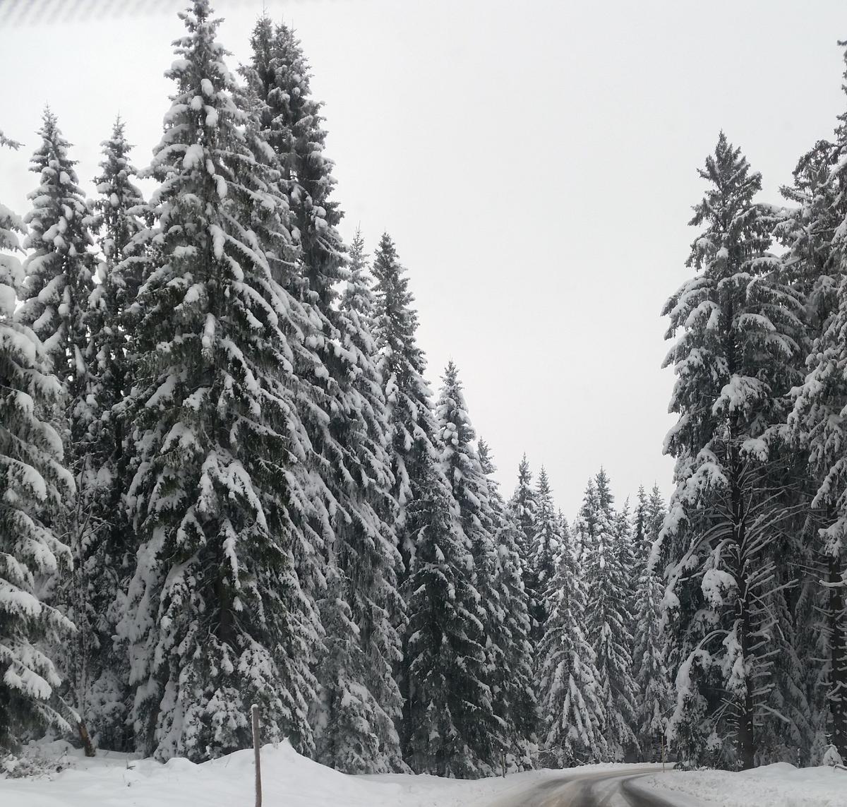 Selva Negra, Schonach ,Alemania