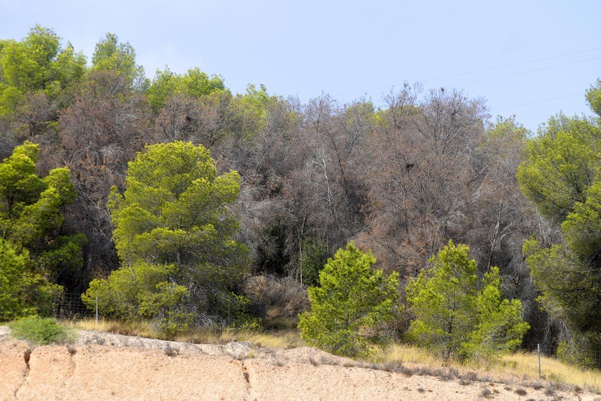 Se calcula que la sequía ya matado cerca de 1,3 millones de árboles en la Región de Murcia.