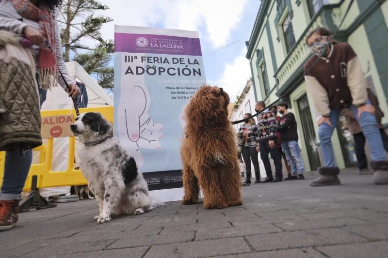 Feria de la Adopción de Animales en La Laguna