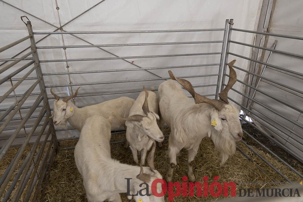 Así se ha vivido la IX Feria del Cordero Segureño celebraba en la pedanía caravaqueña de Archivel