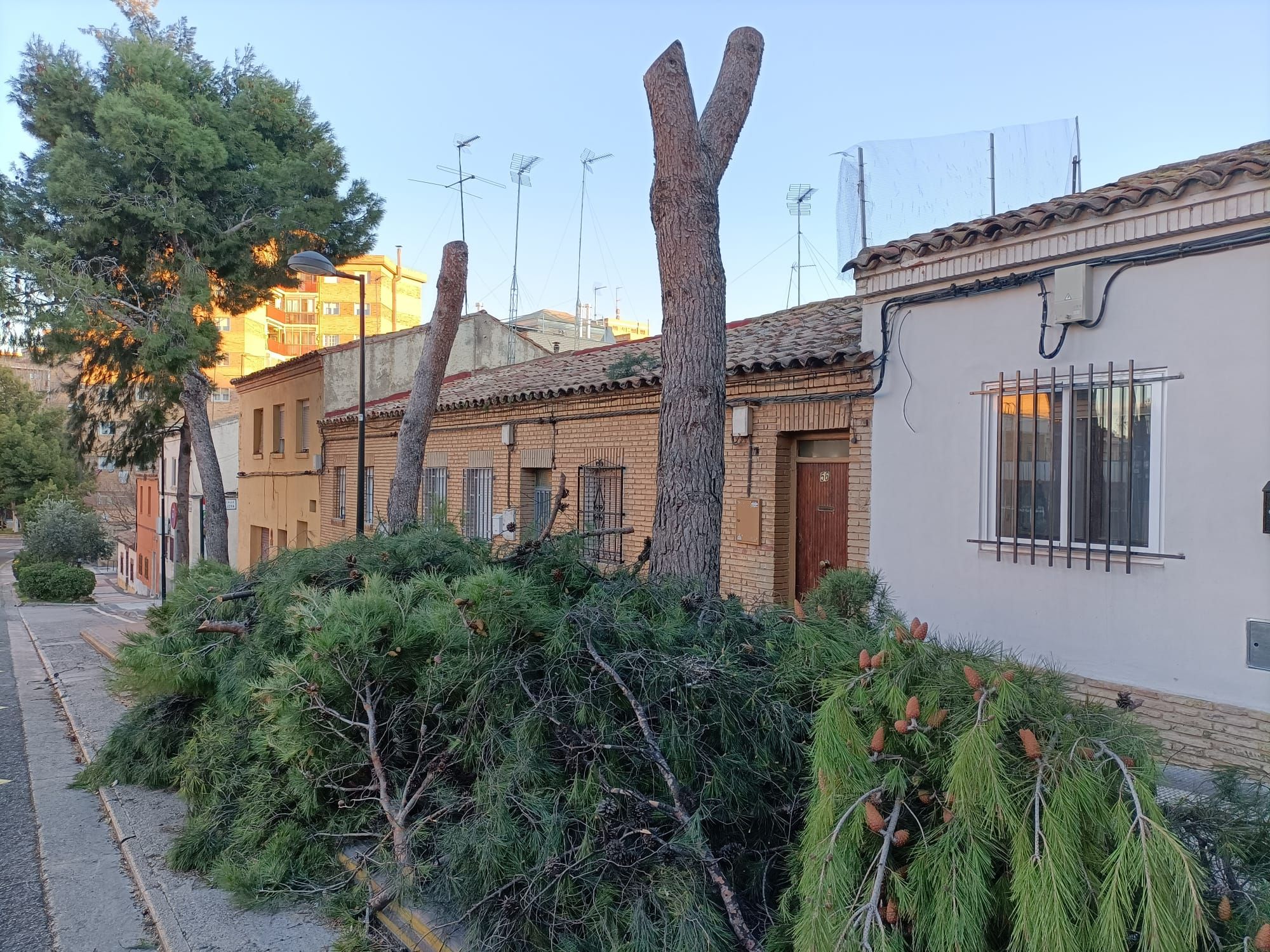 Los bomberos han talado un árbol inclinado por el viento en la calle Cuarta Avenida.