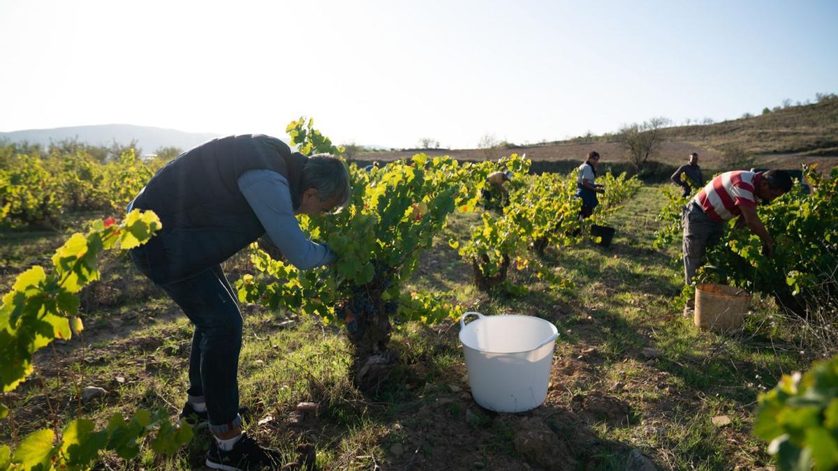 Varias personas durante la vendimia de este año en Calatayud.