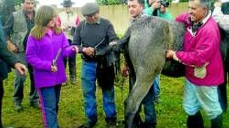 La ´pela del potro´ reúne a 300 personas en Mata de Alcántara