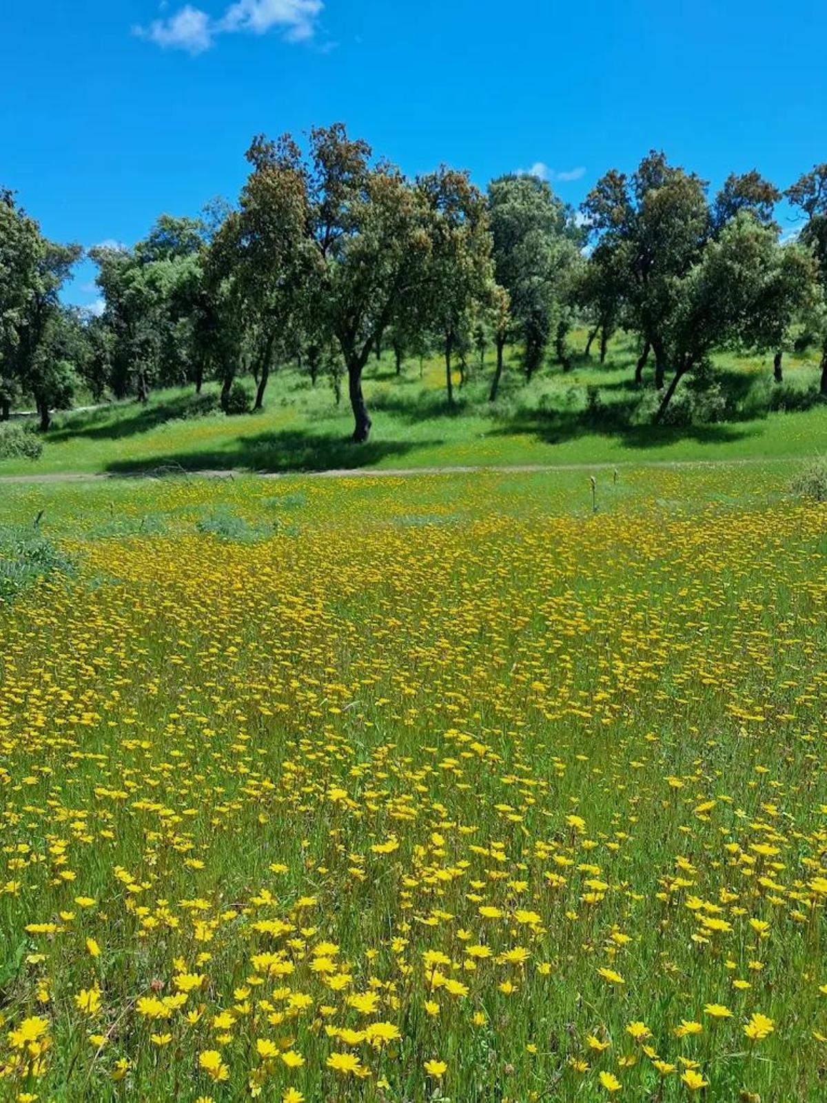 Un paisaje lleno de naturaleza entre flores y arbolado.